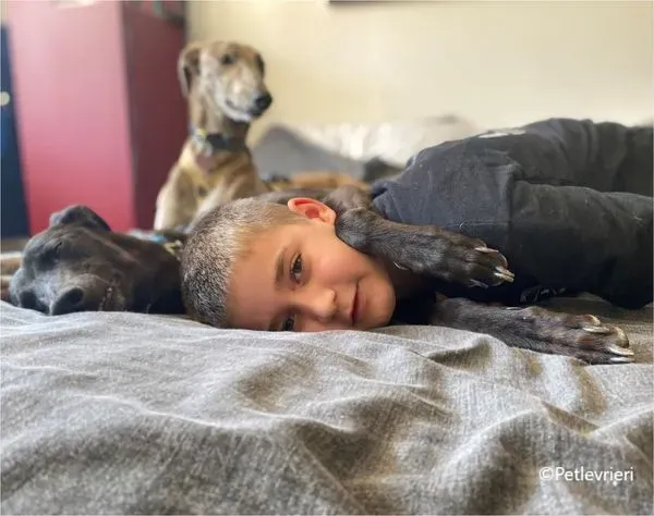 zeeny greyhound pet.levrieri foster 2