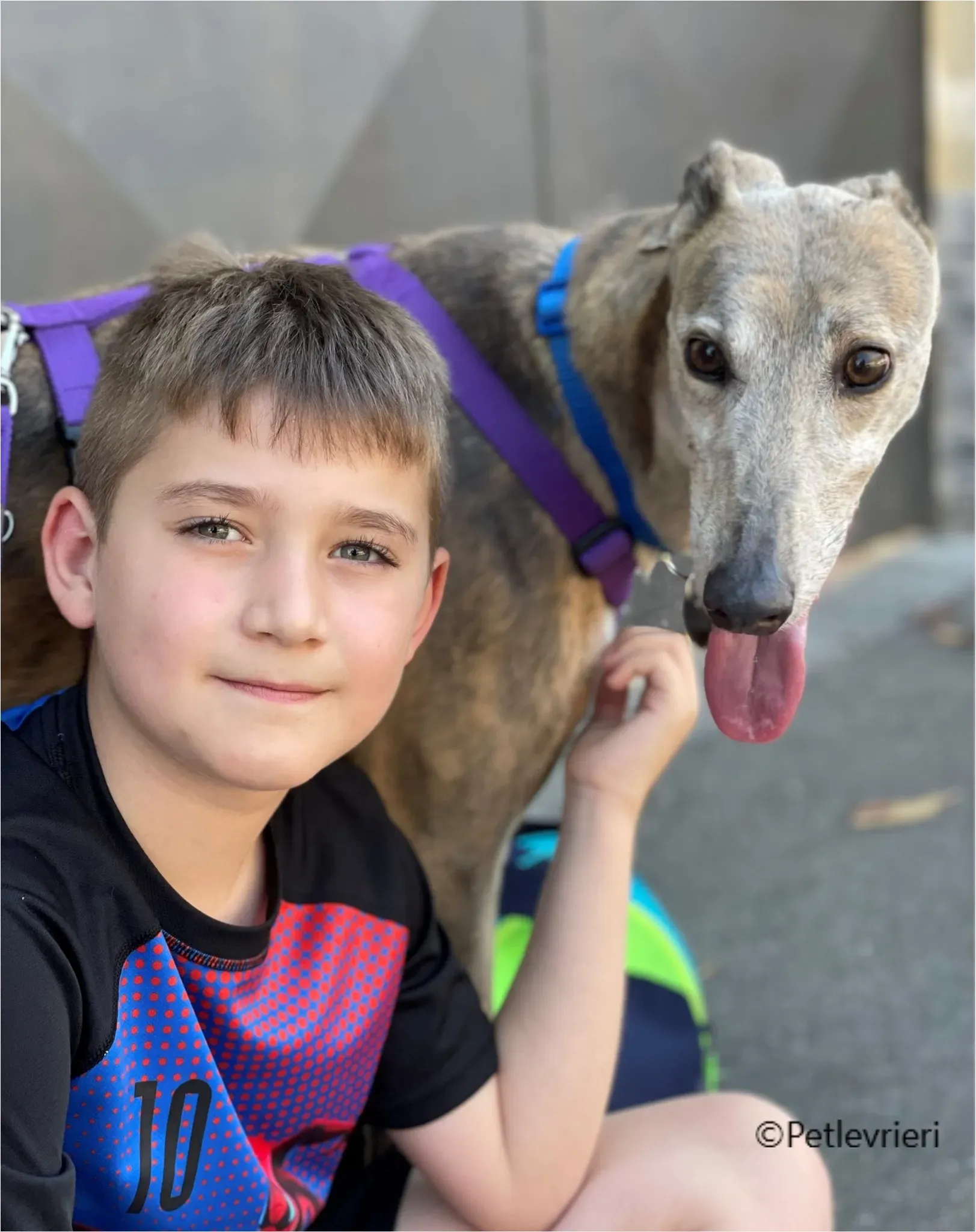 zeeny greyhound pet.levrieri foster2