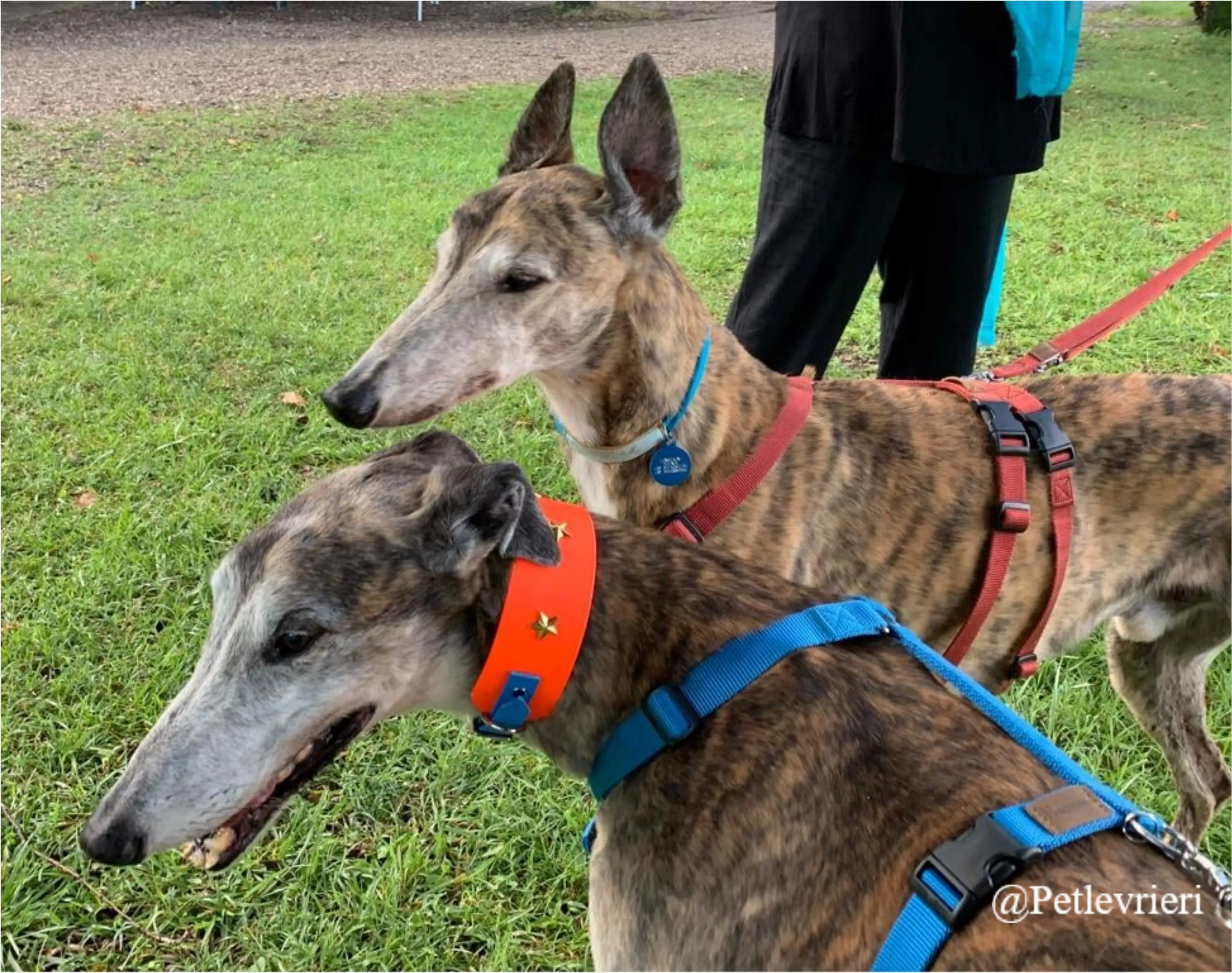 zen12New Phototastic Collage