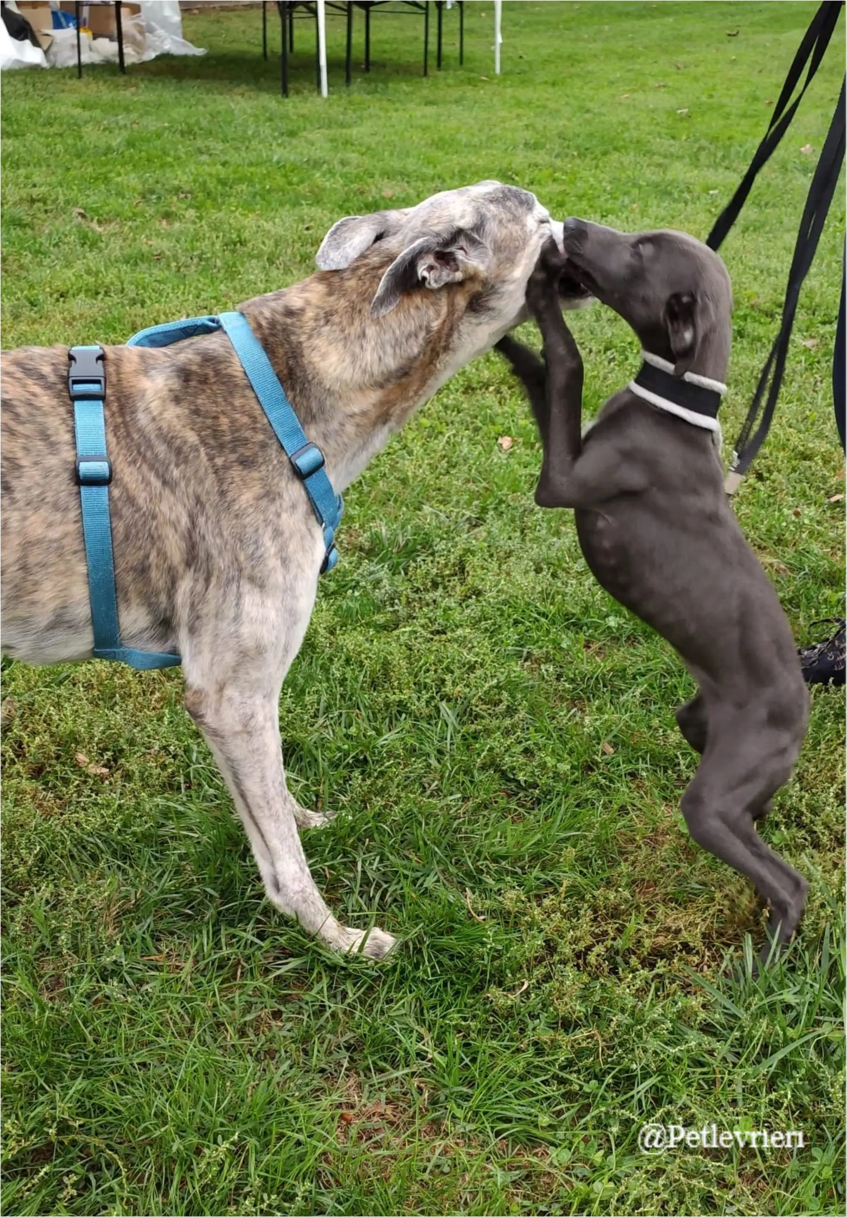 zen5New Phototastic Collage