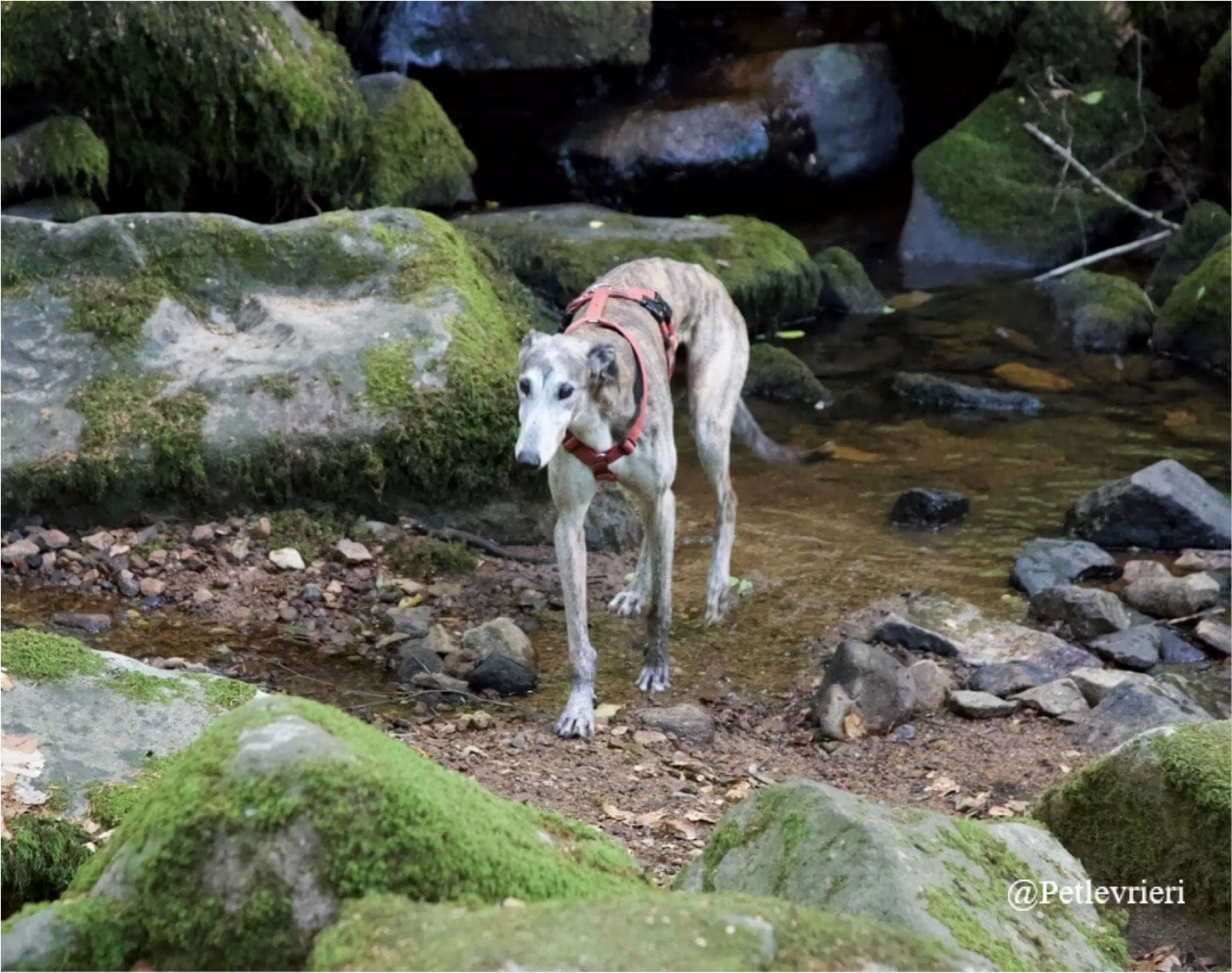 zen6New Phototastic Collage