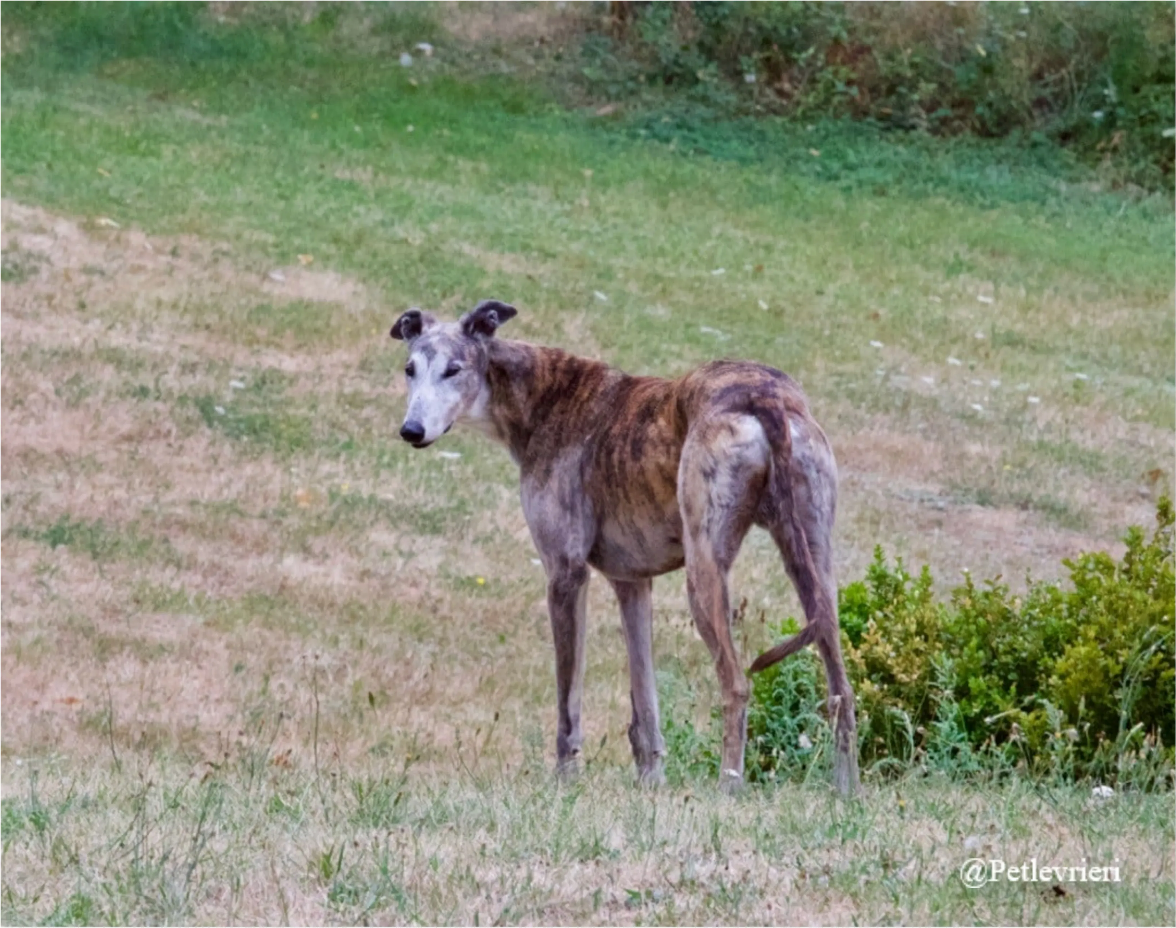 zen7New Phototastic Collage