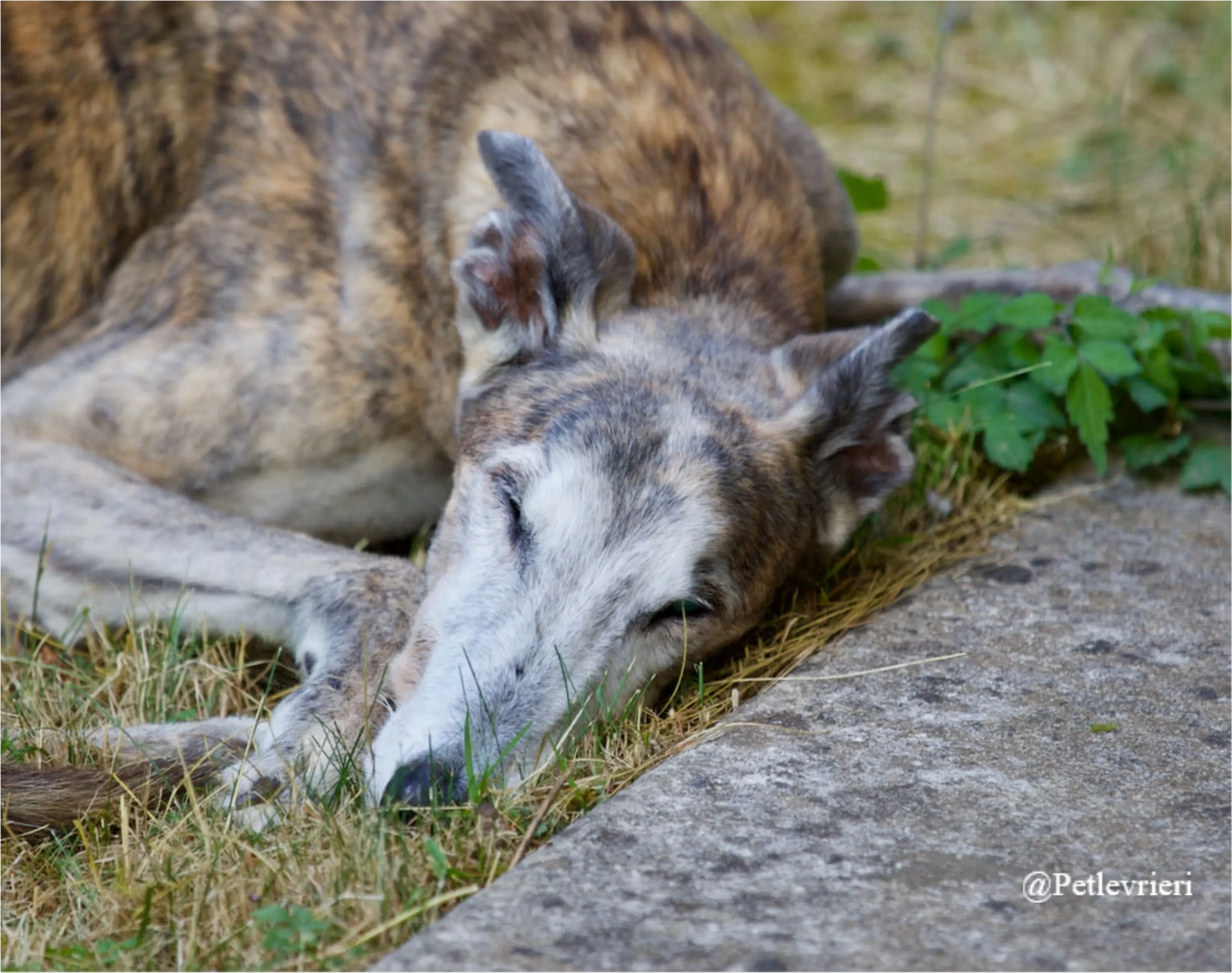 zen9New Phototastic Collage