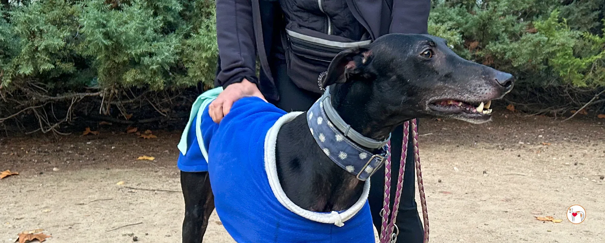 zeta galgo adozione 00 copertina b