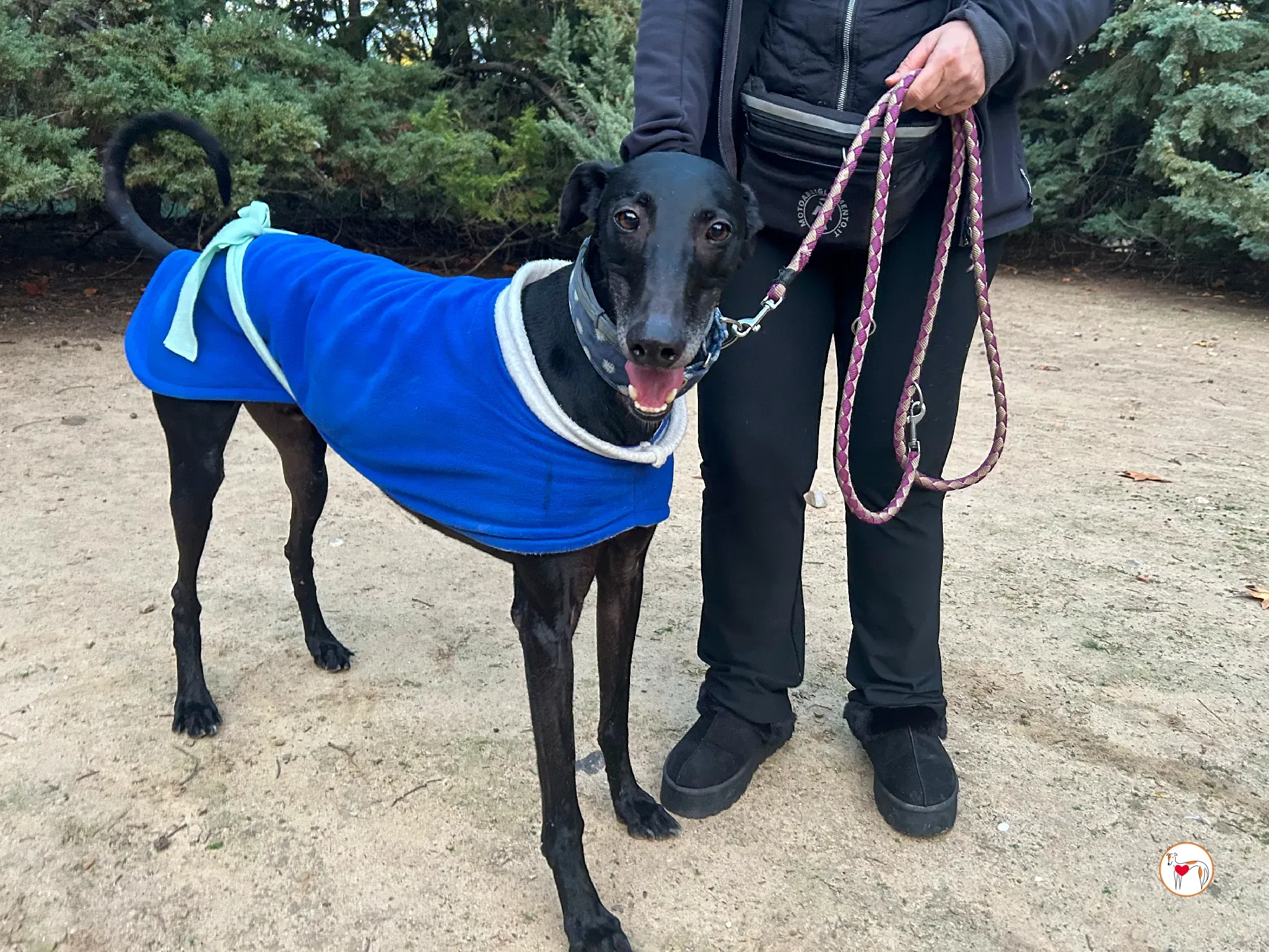 zeta galgo adozione 01