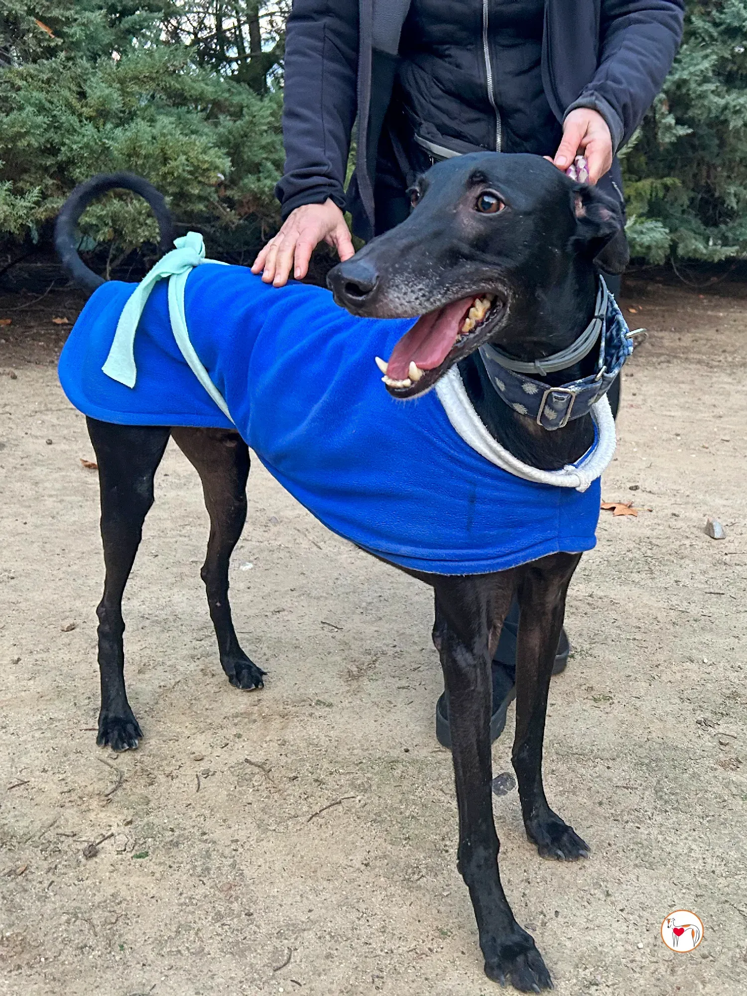 zeta galgo adozione 02