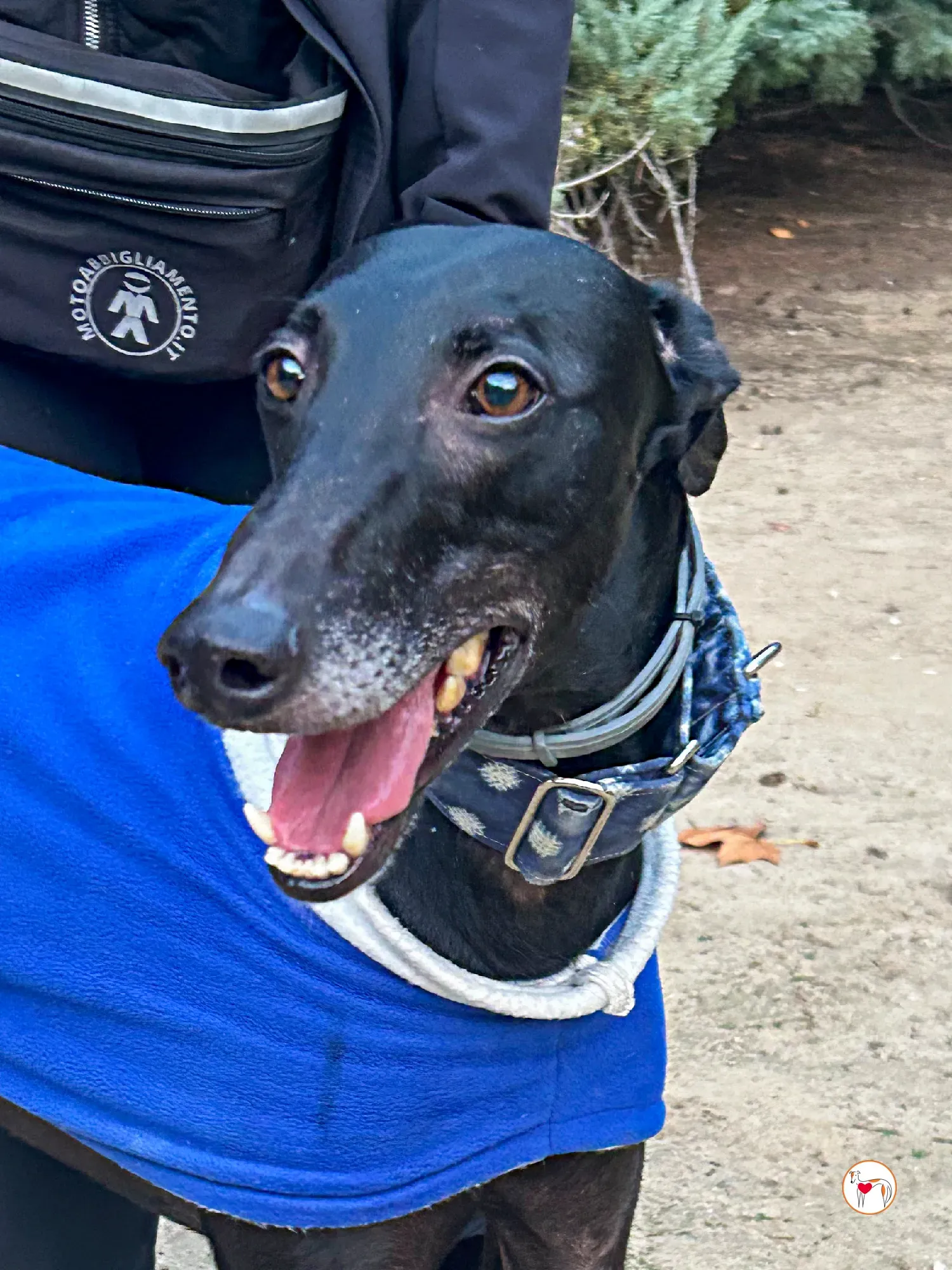 zeta galgo adozione 03