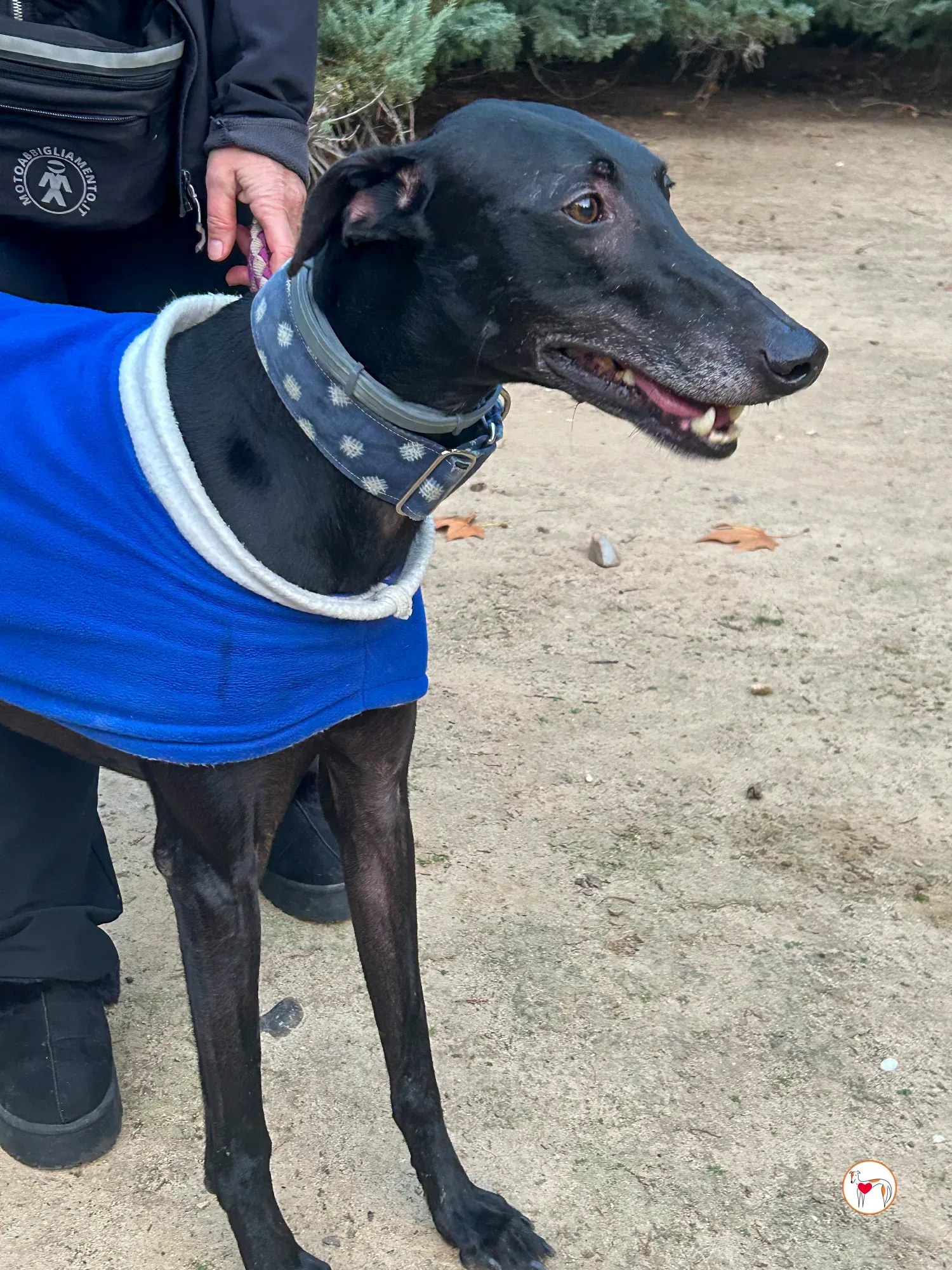 zeta galgo adozione 04