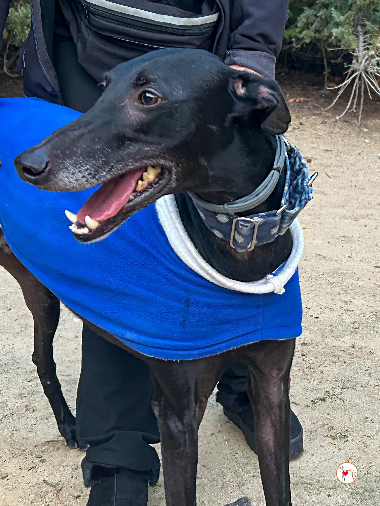 zeta galgo adozione 05