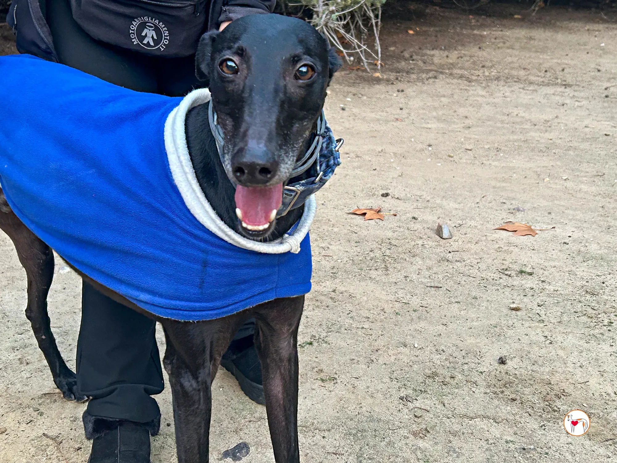 zeta galgo adozione 06