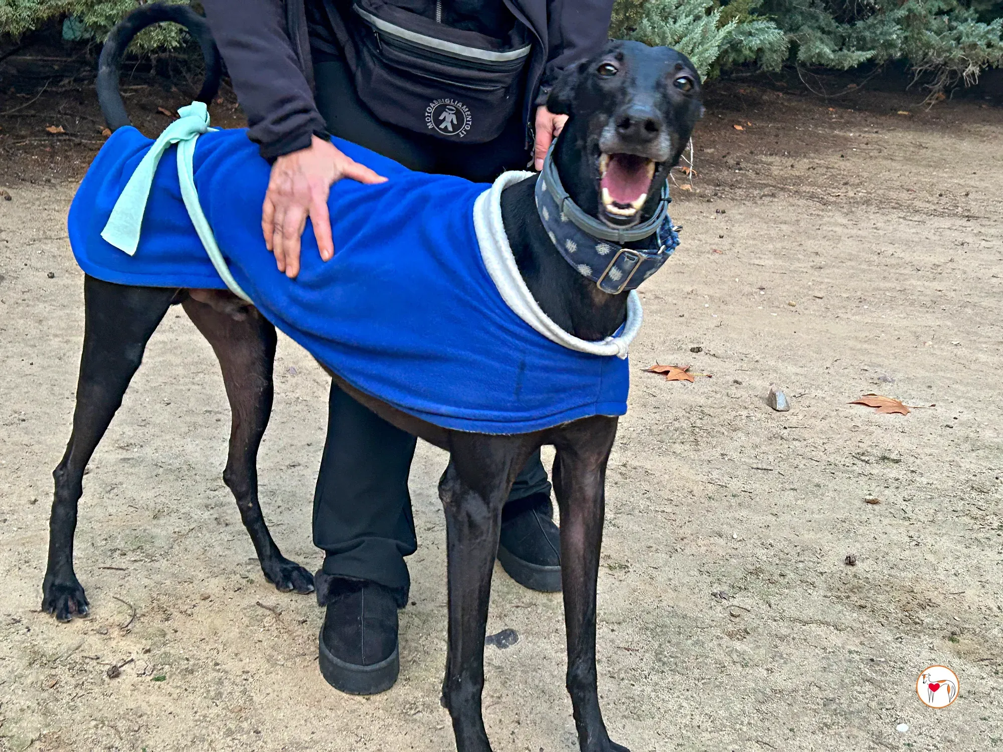 zeta galgo adozione 07