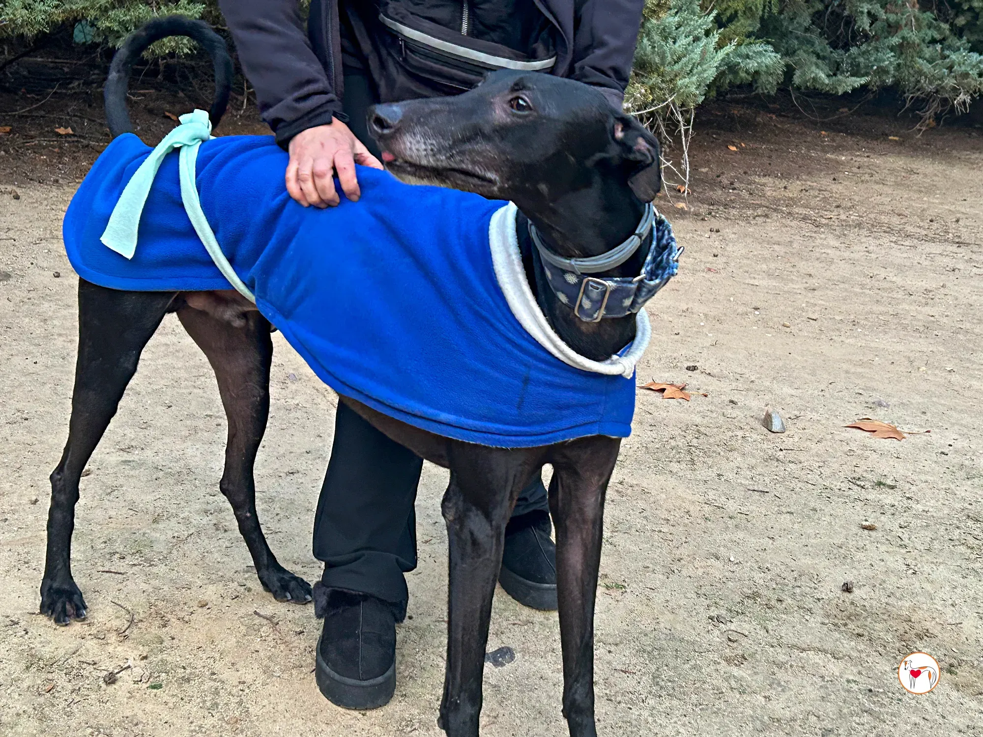 zeta galgo adozione 08