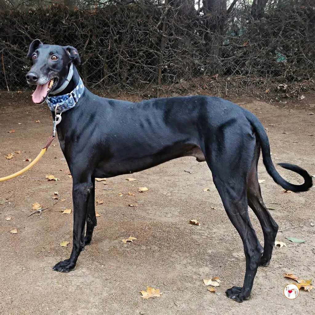 zeta galgo adozione 09