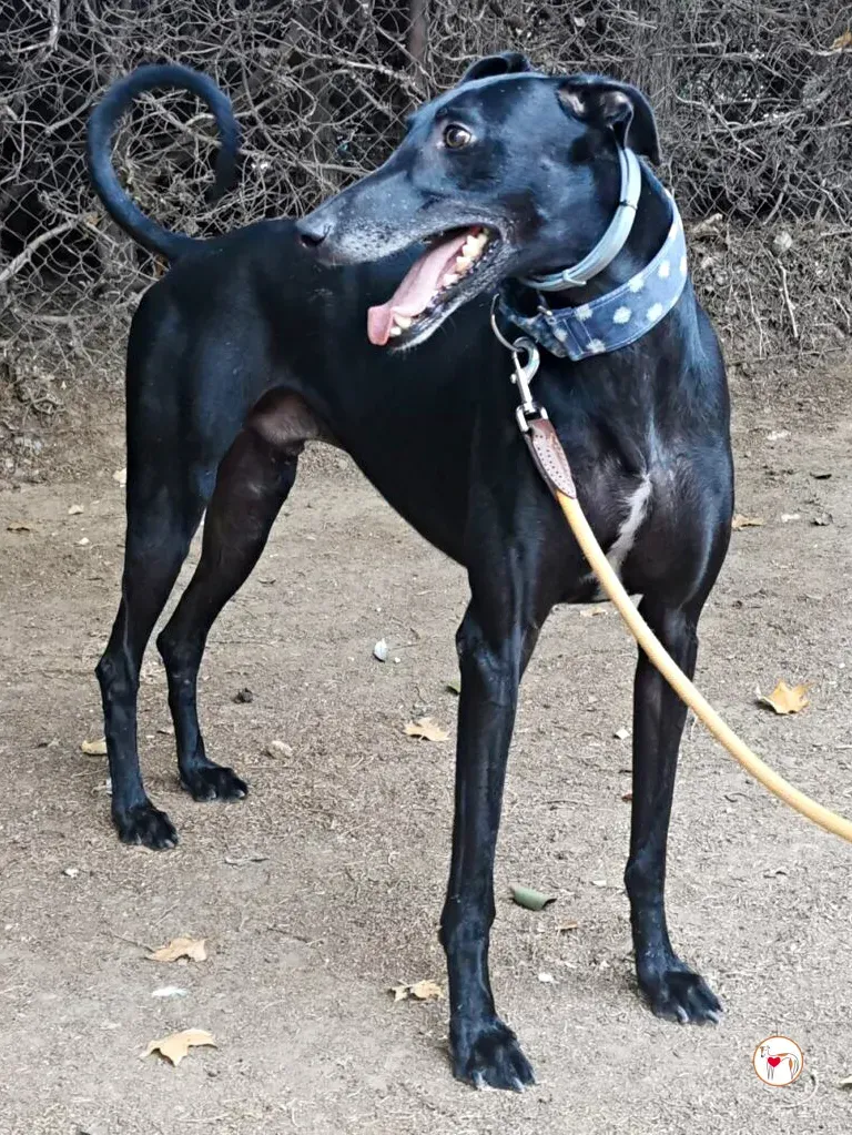 zeta galgo adozione 10