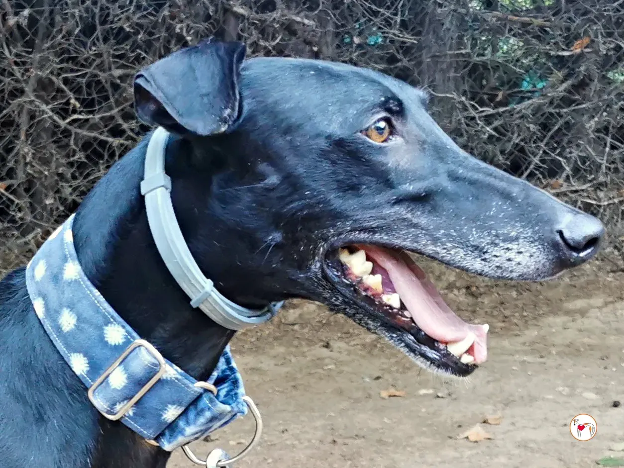 zeta galgo adozione 11