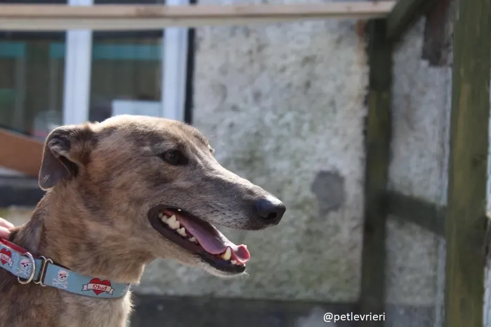 zinc adozione greyhound 1