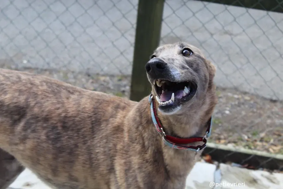 zinc adozione greyhound