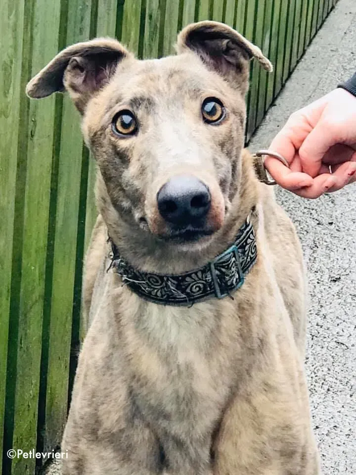 zinc adozione levrieri greyhound 1