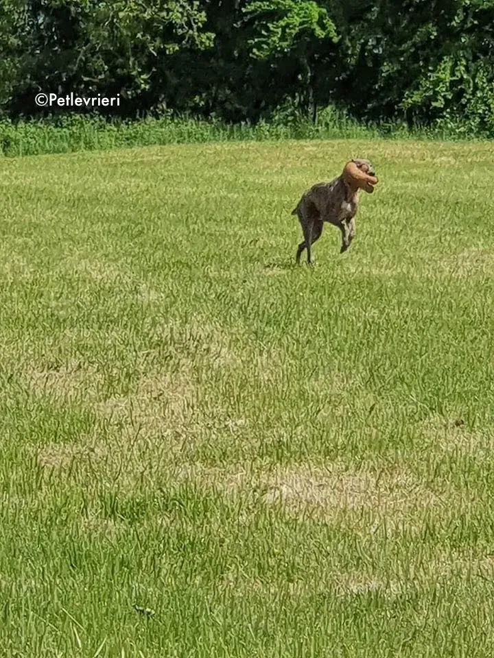 zinc adozione levrieri greyhound 10