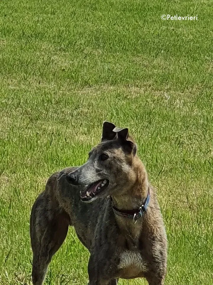 zinc adozione levrieri greyhound 11