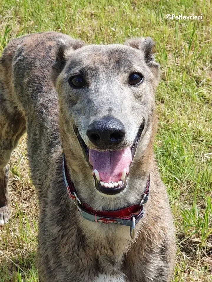 zinc adozione levrieri greyhound 12