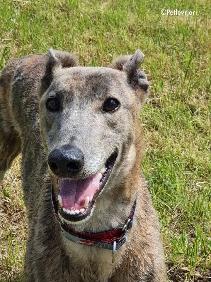 zinc adozione levrieri greyhound 13