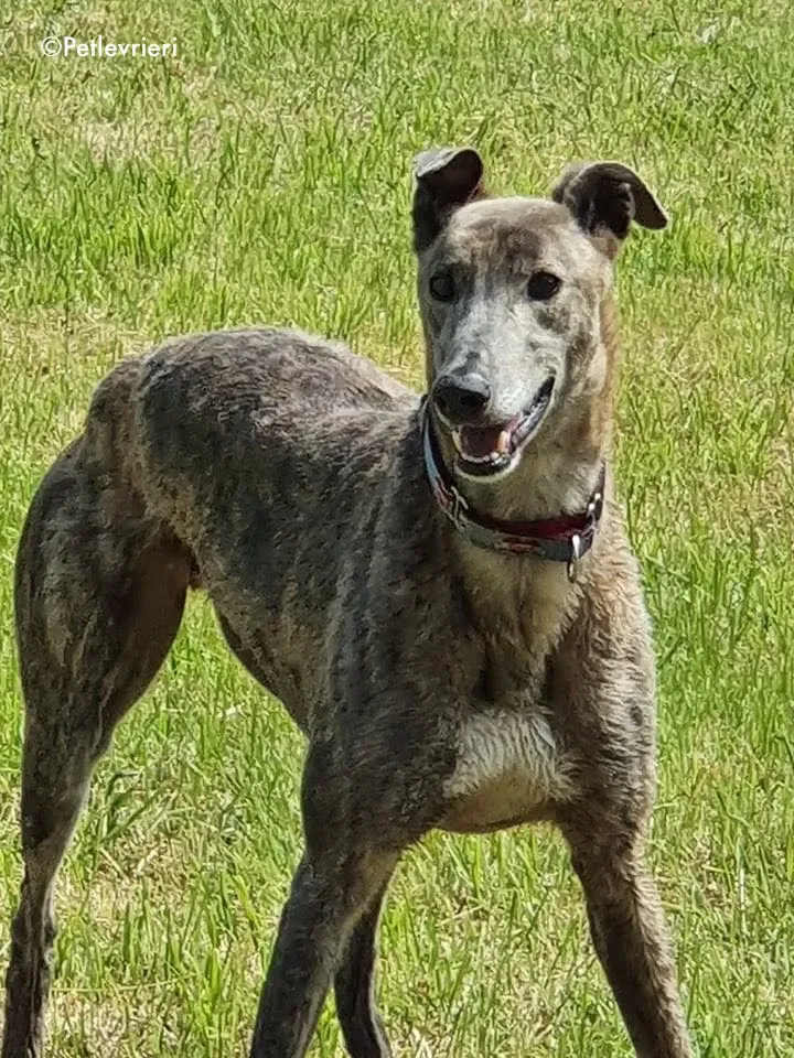 zinc adozione levrieri greyhound 14