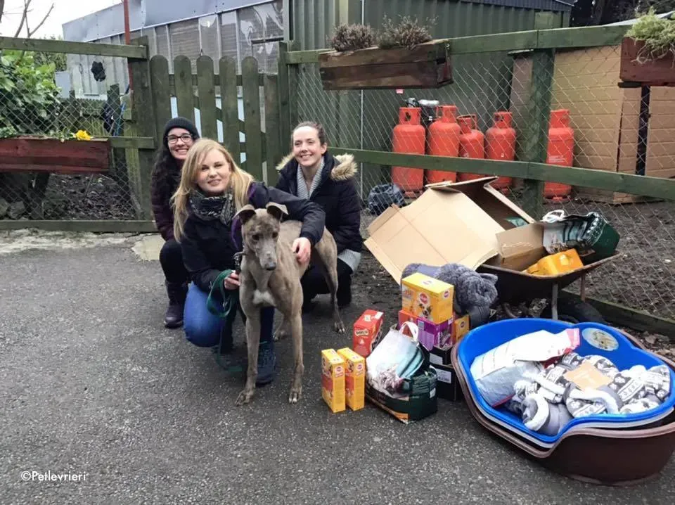 zinc adozione levrieri greyhound 2