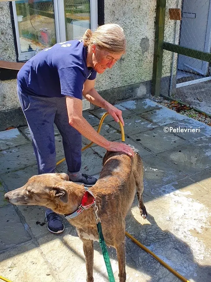 zinc adozione levrieri greyhound 3