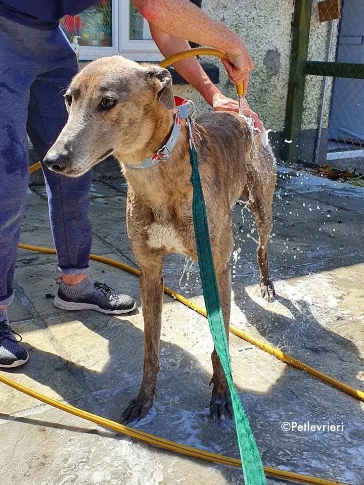 zinc adozione levrieri greyhound 4