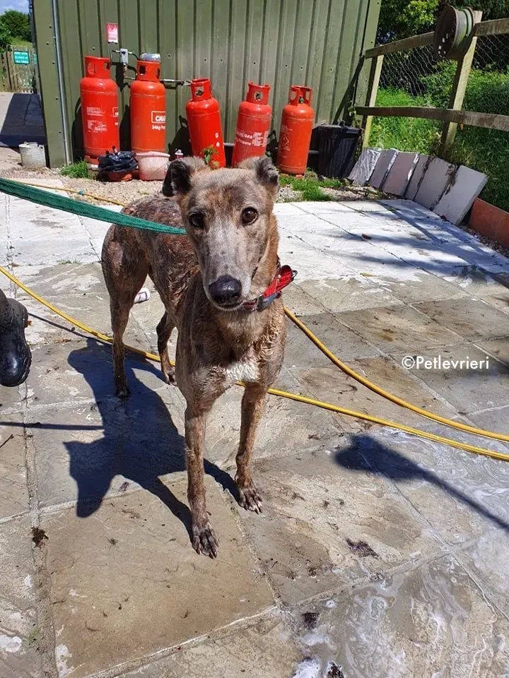 zinc adozione levrieri greyhound 5