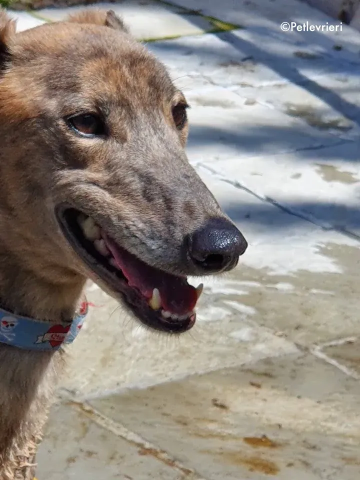 zinc adozione levrieri greyhound 6