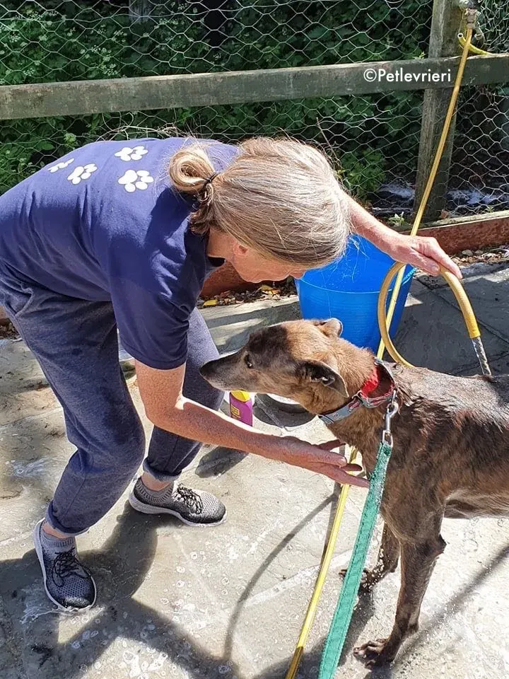 zinc adozione levrieri greyhound 7