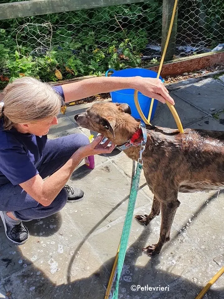 zinc adozione levrieri greyhound 8