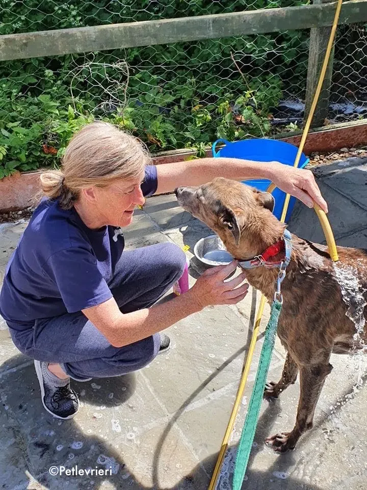 zinc adozione levrieri greyhound 9