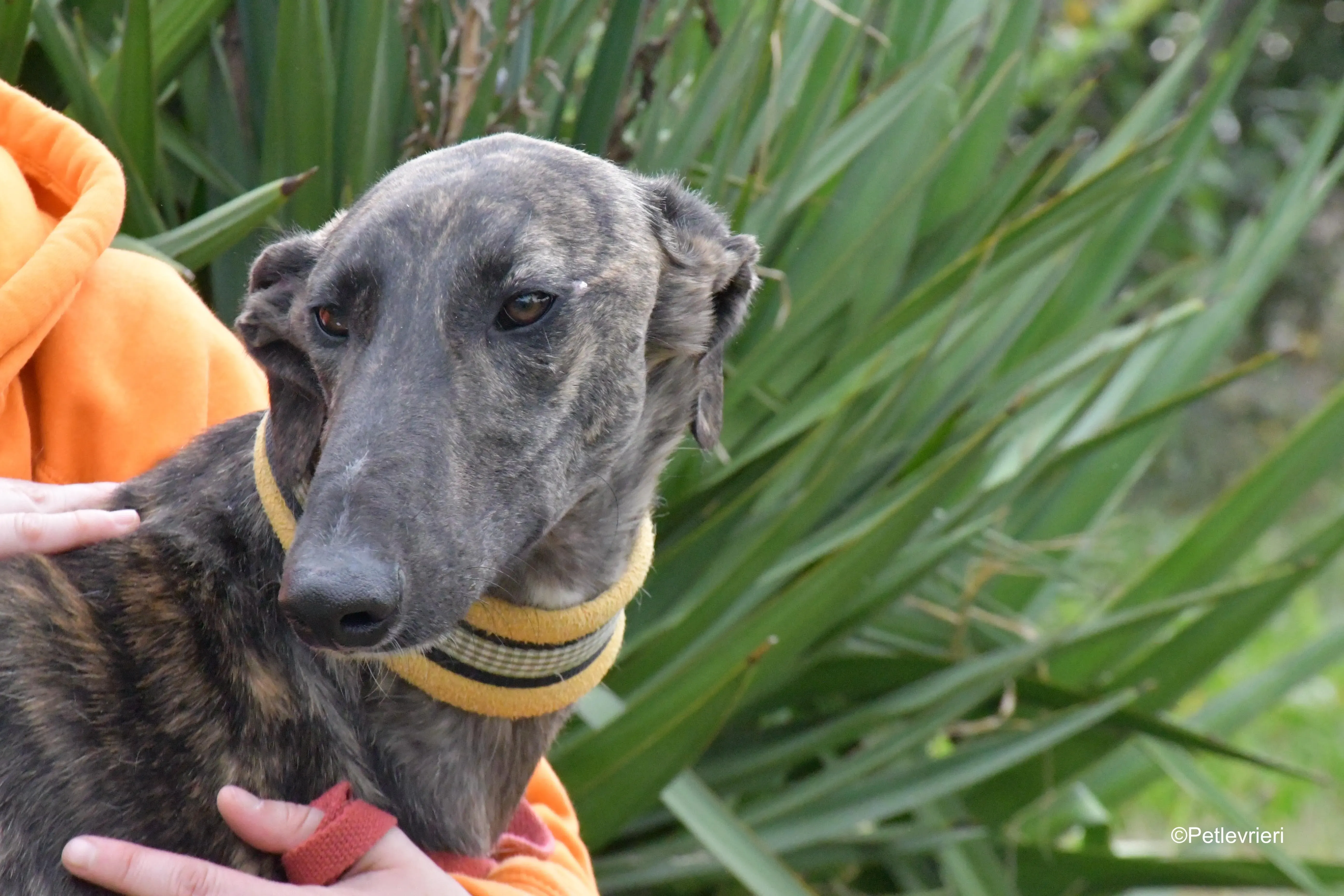 zitus adozione levrieri galgo 1