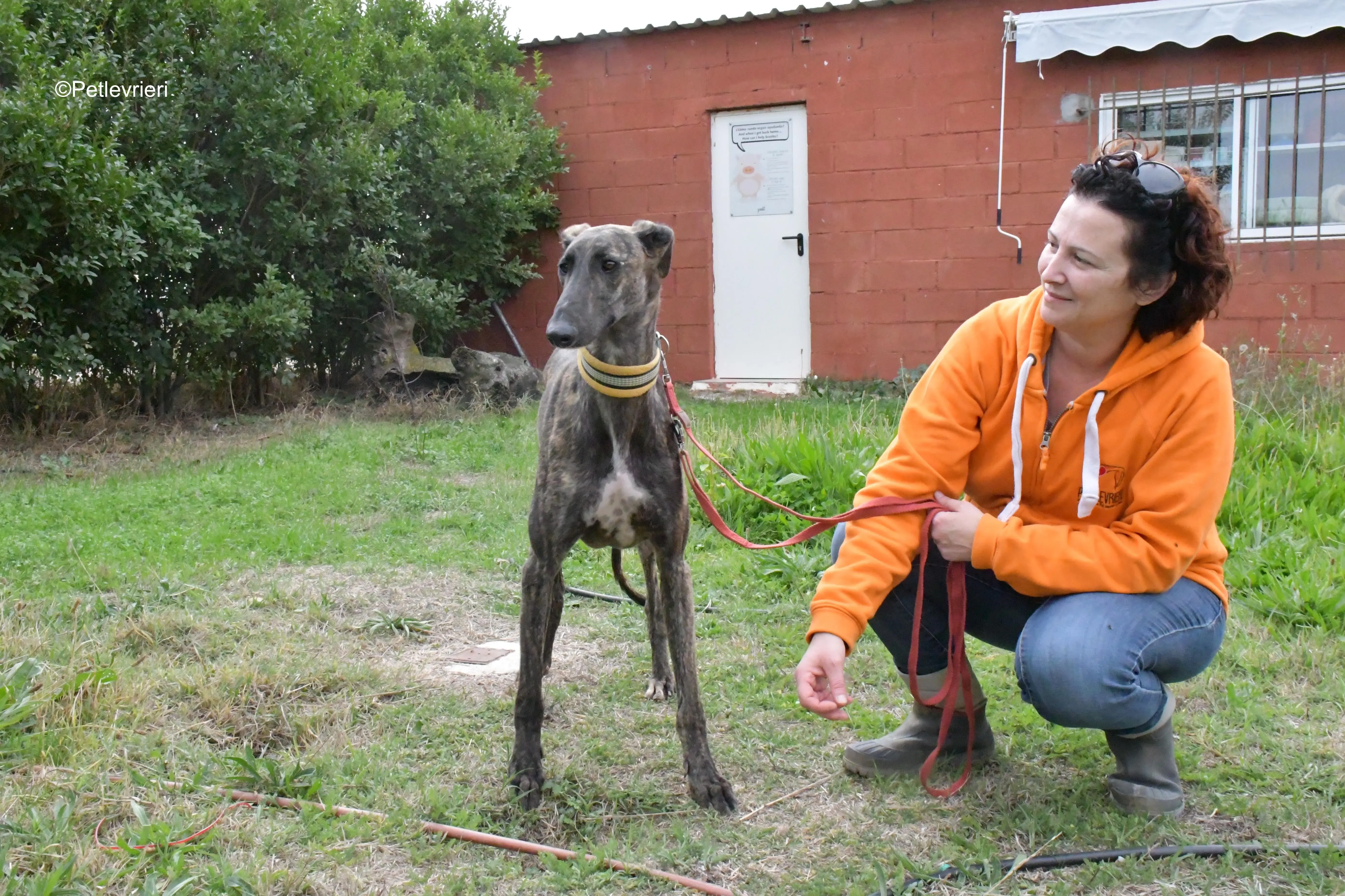 zitus adozione levrieri galgo 10