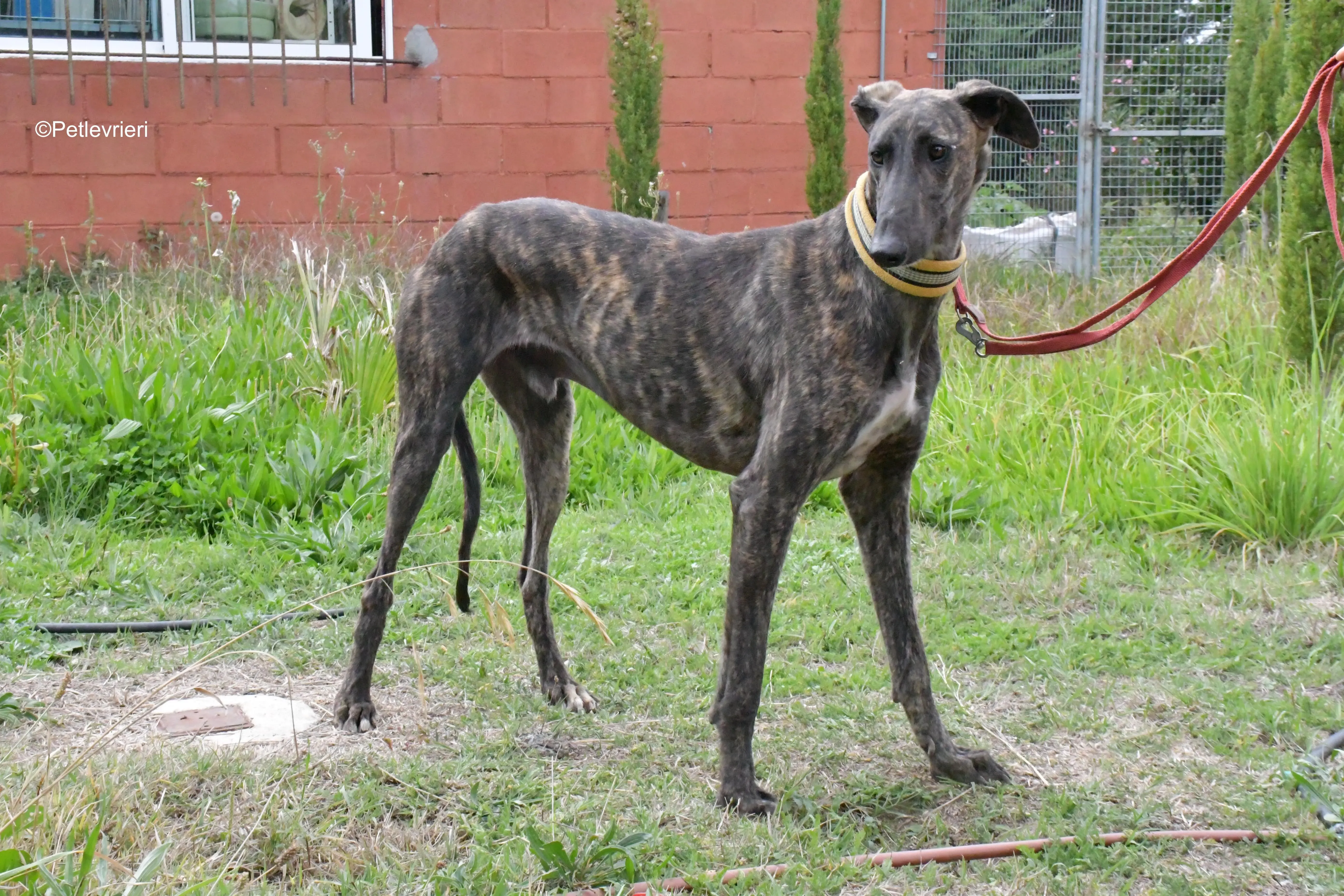 zitus adozione levrieri galgo 11