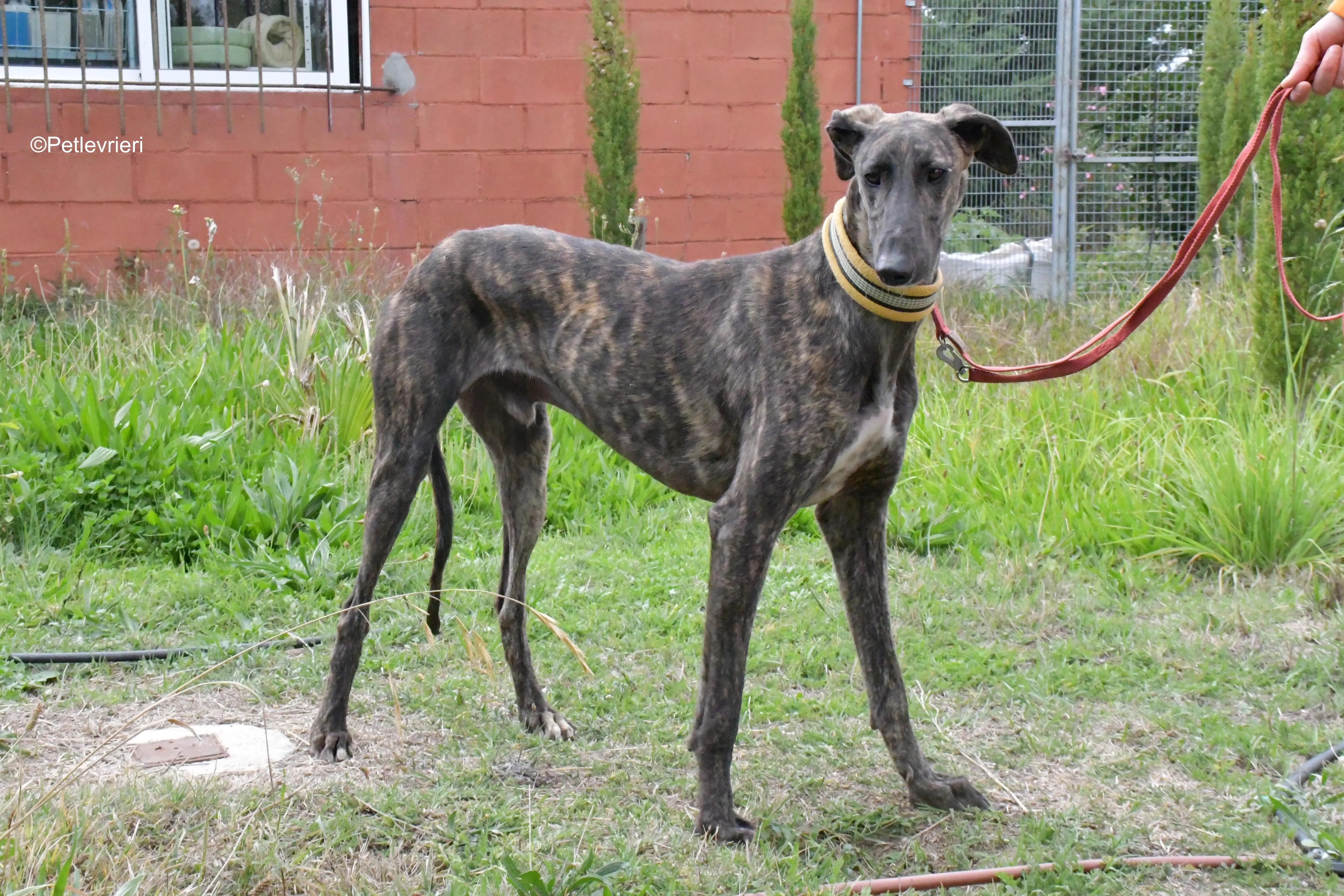 zitus adozione levrieri galgo 12