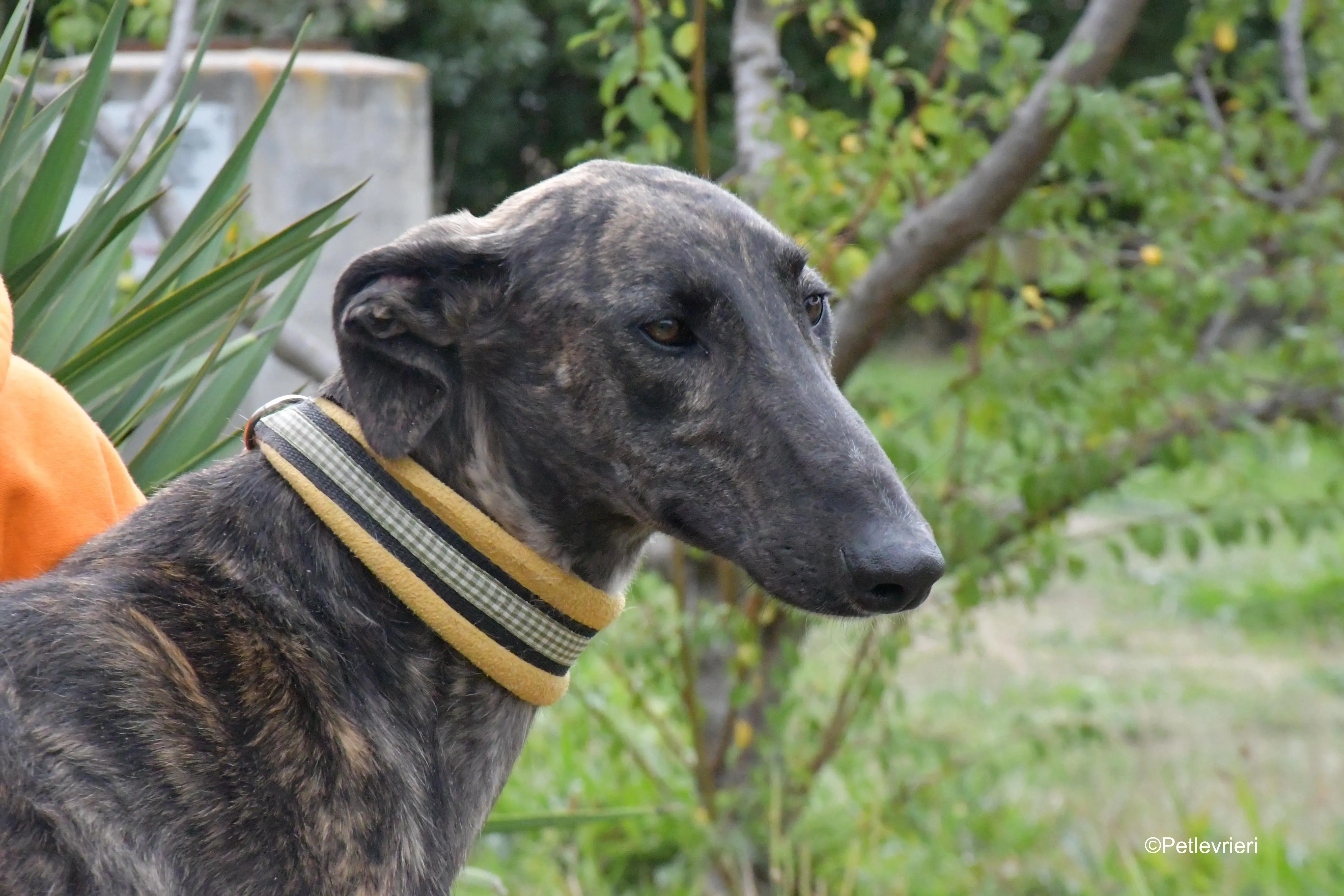 zitus adozione levrieri galgo 2