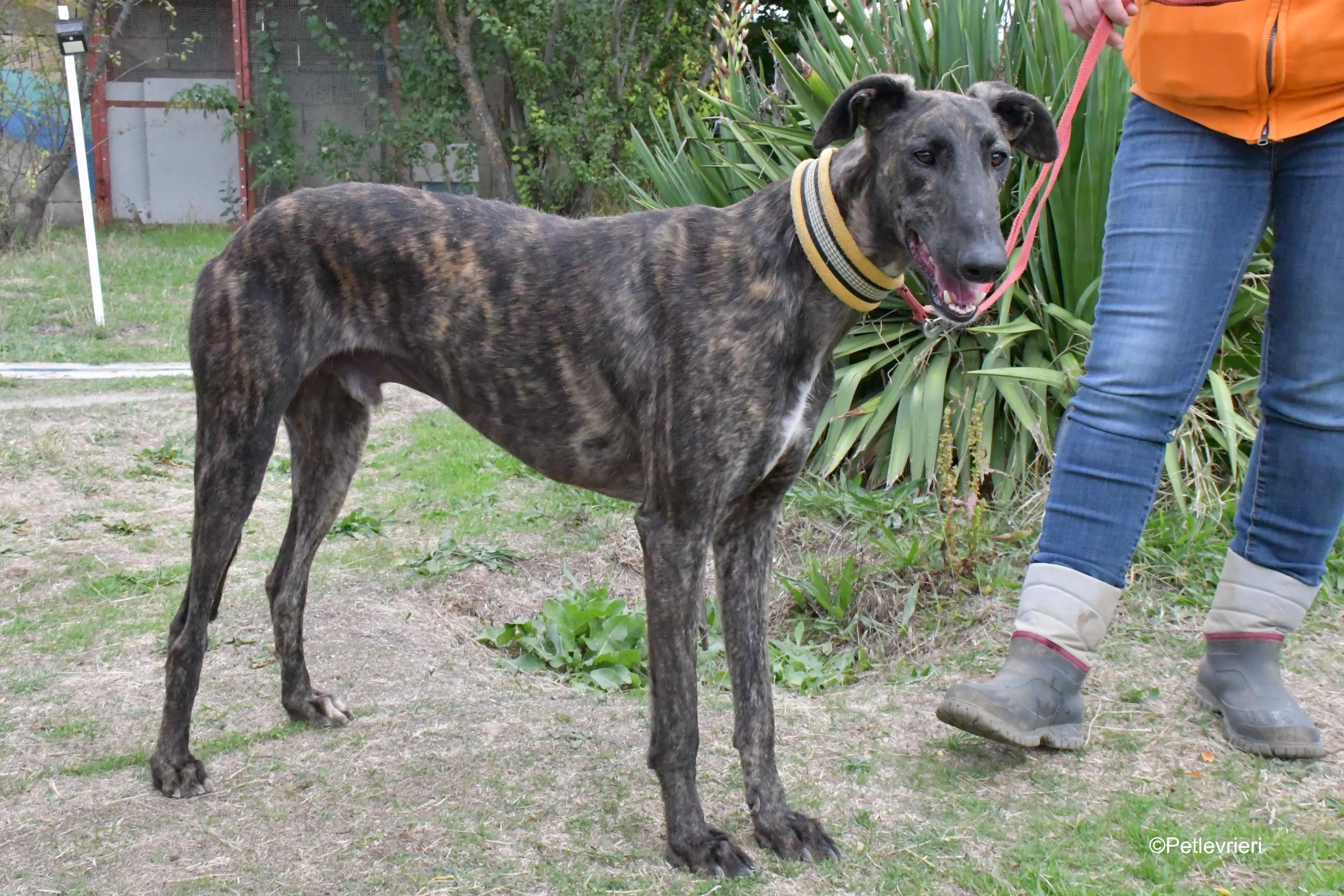 zitus adozione levrieri galgo 3