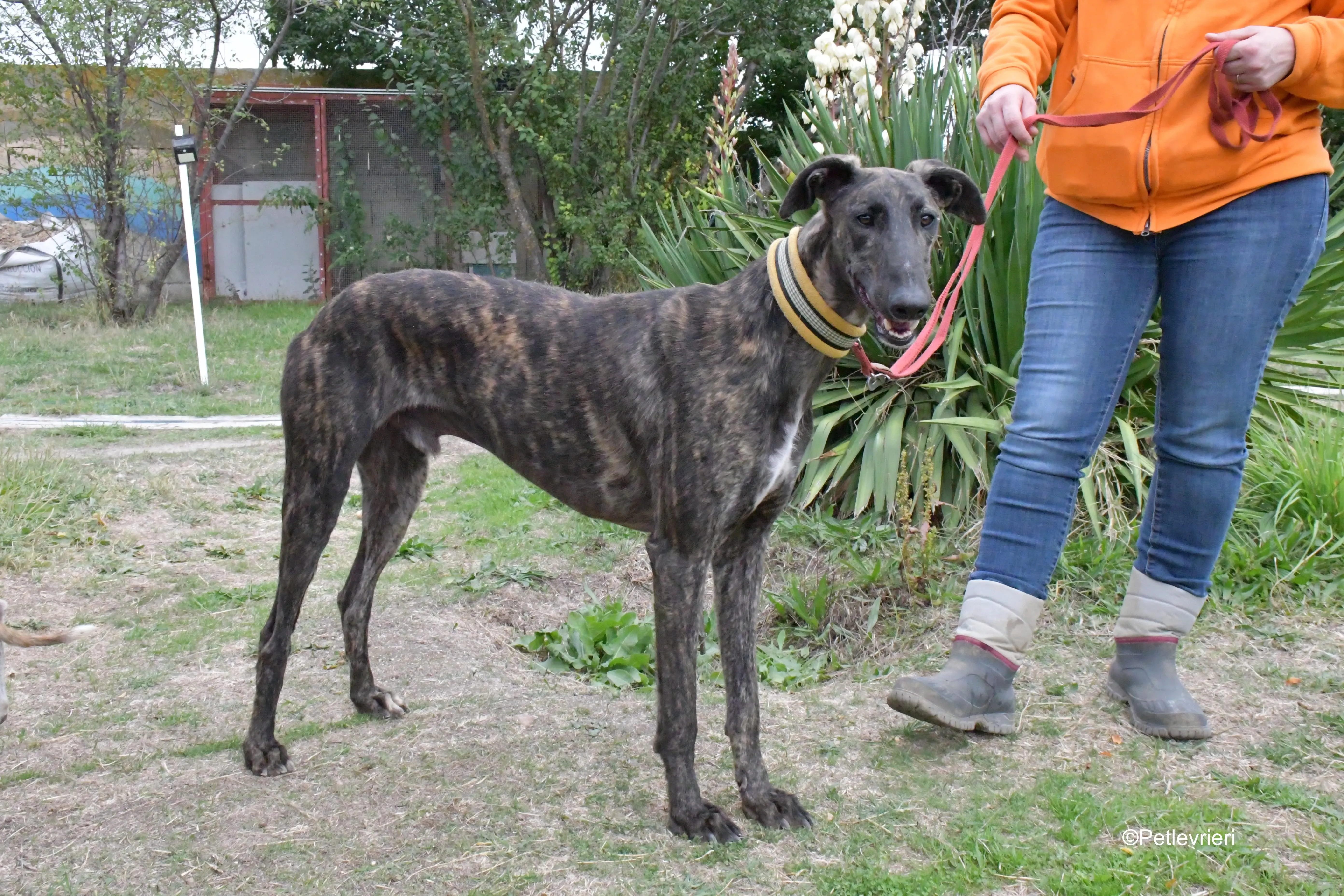 zitus adozione levrieri galgo 4