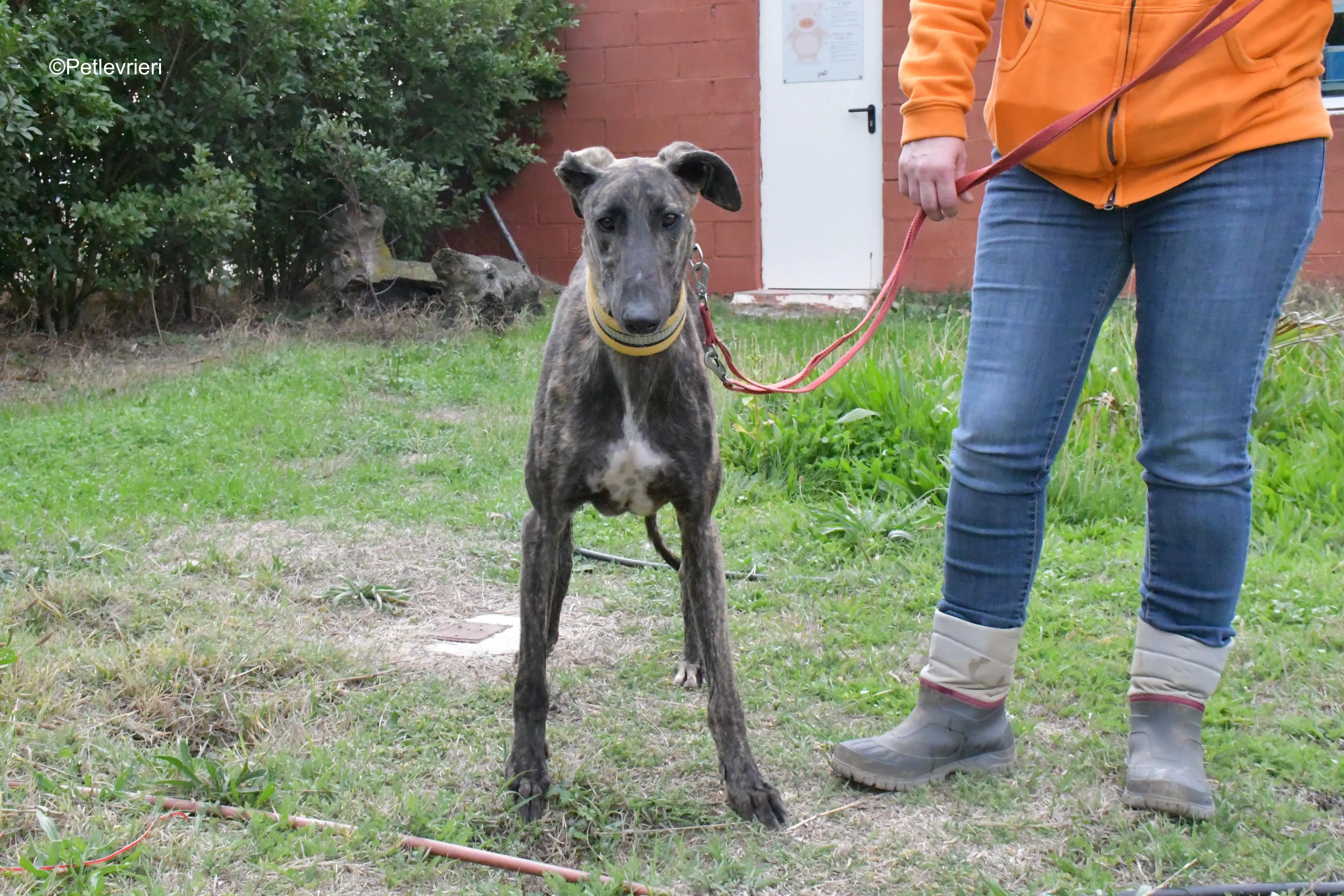 zitus adozione levrieri galgo 5