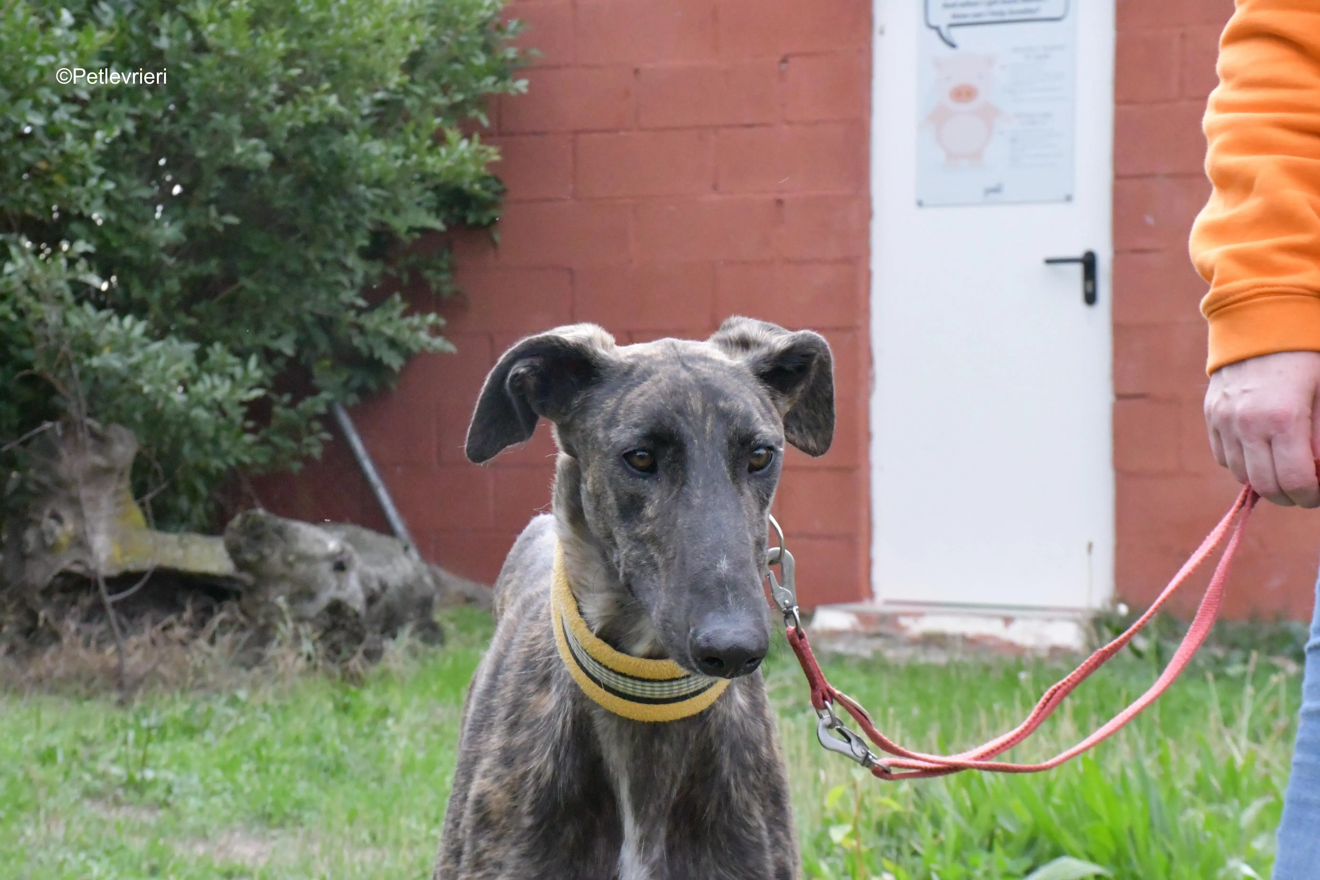 zitus adozione levrieri galgo 6