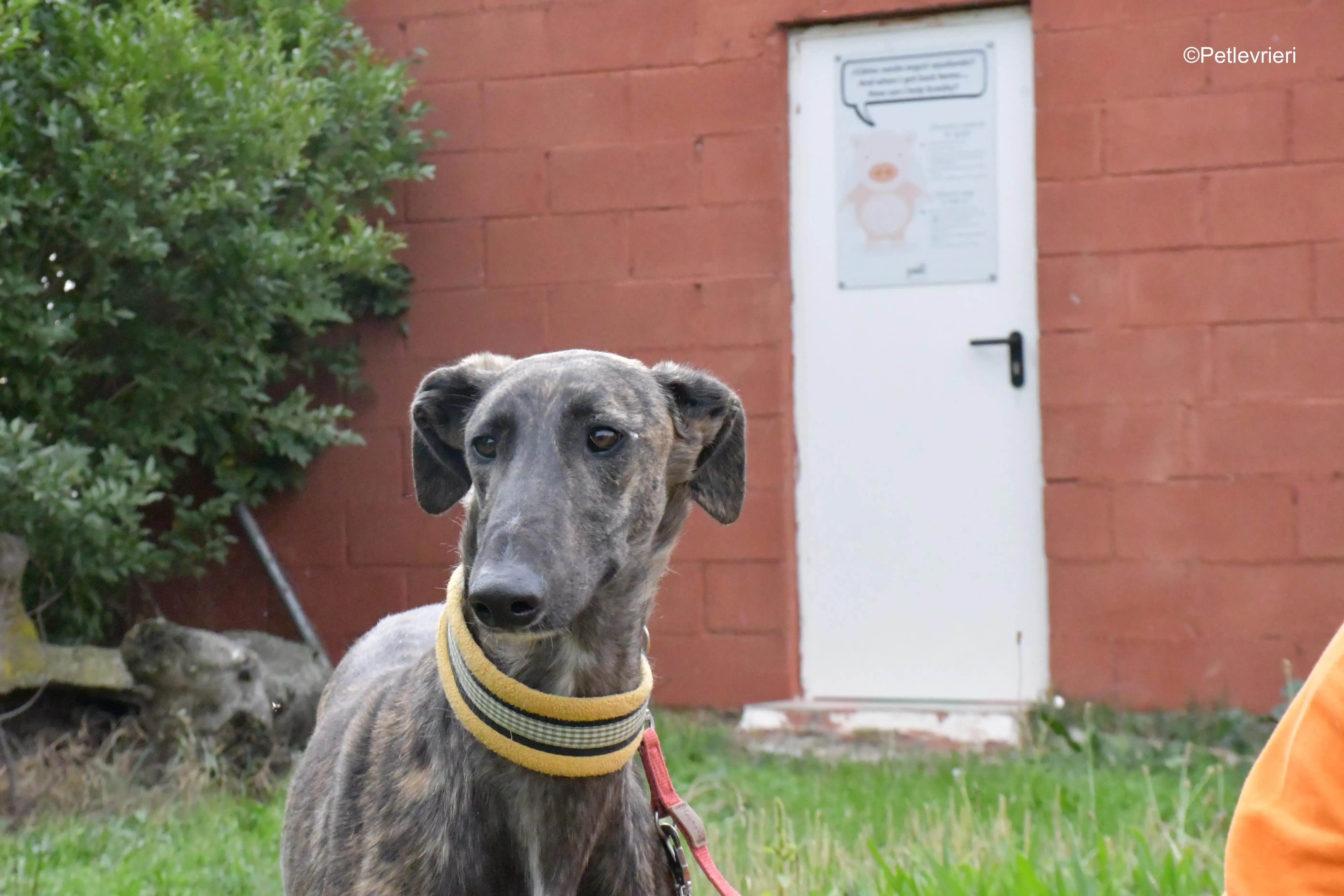 zitus adozione levrieri galgo 7