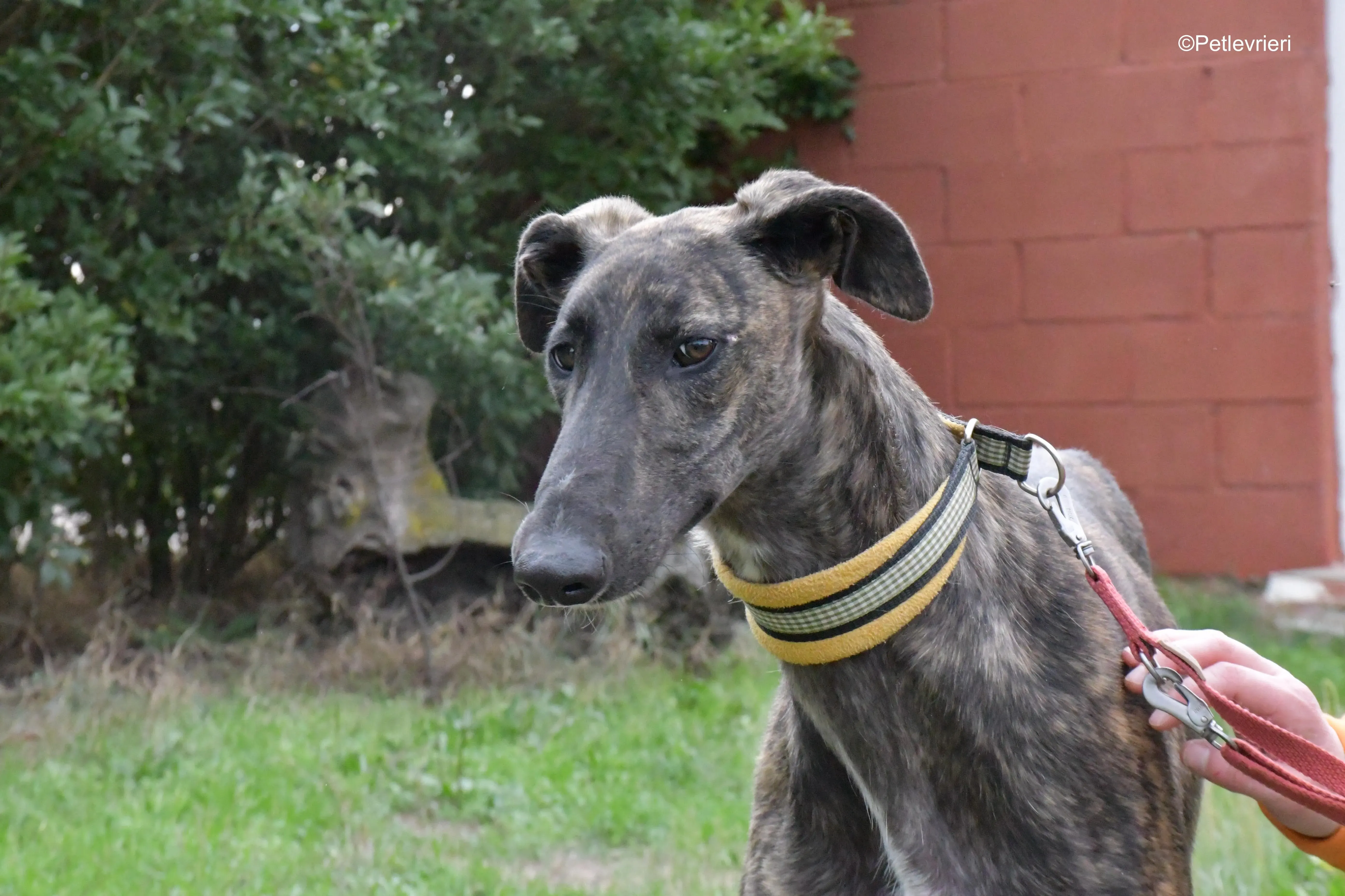 zitus adozione levrieri galgo 8