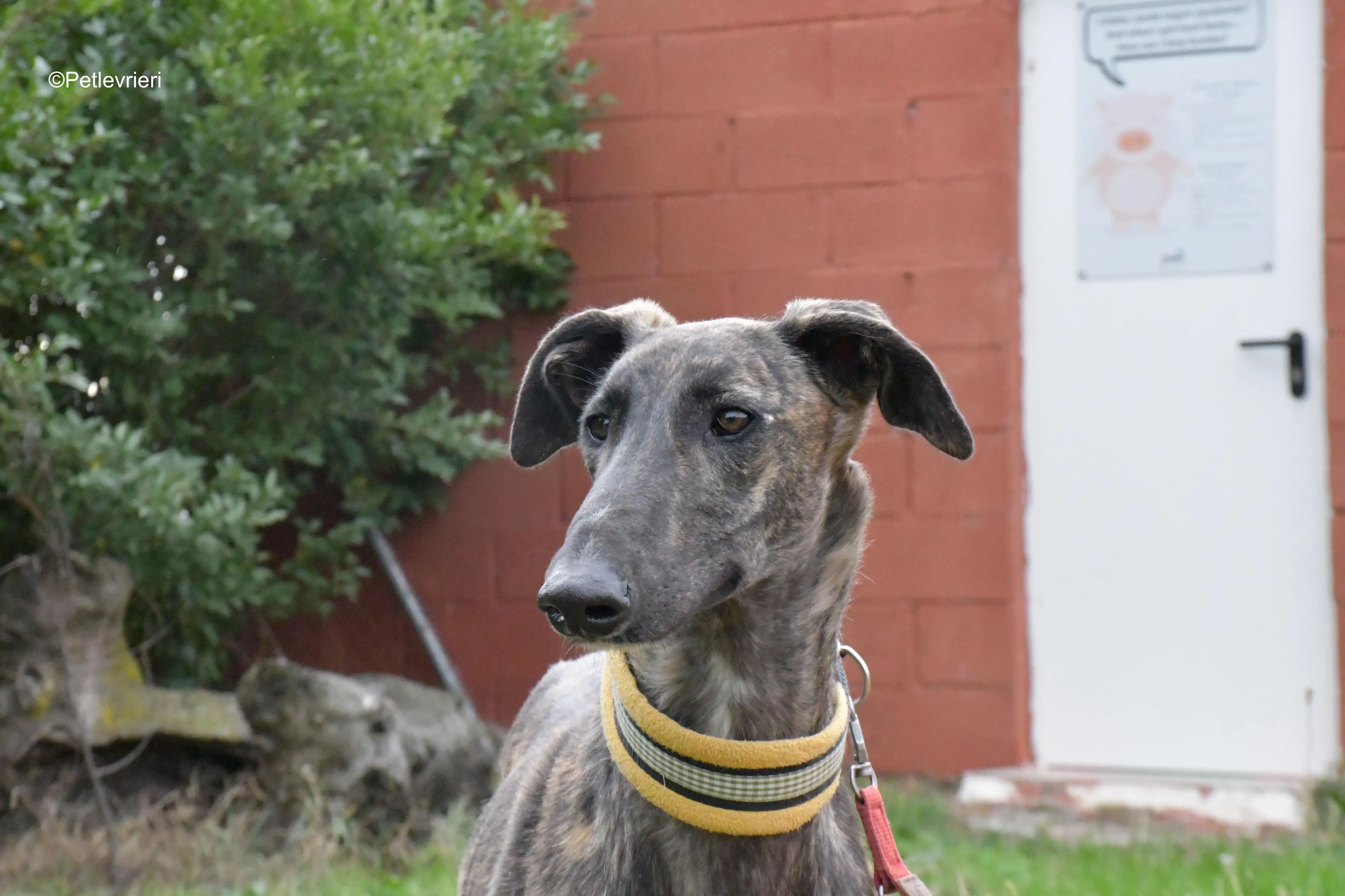 zitus adozione levrieri galgo 9