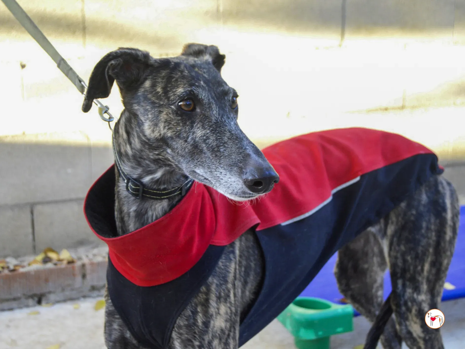 zube galgo adozione 1