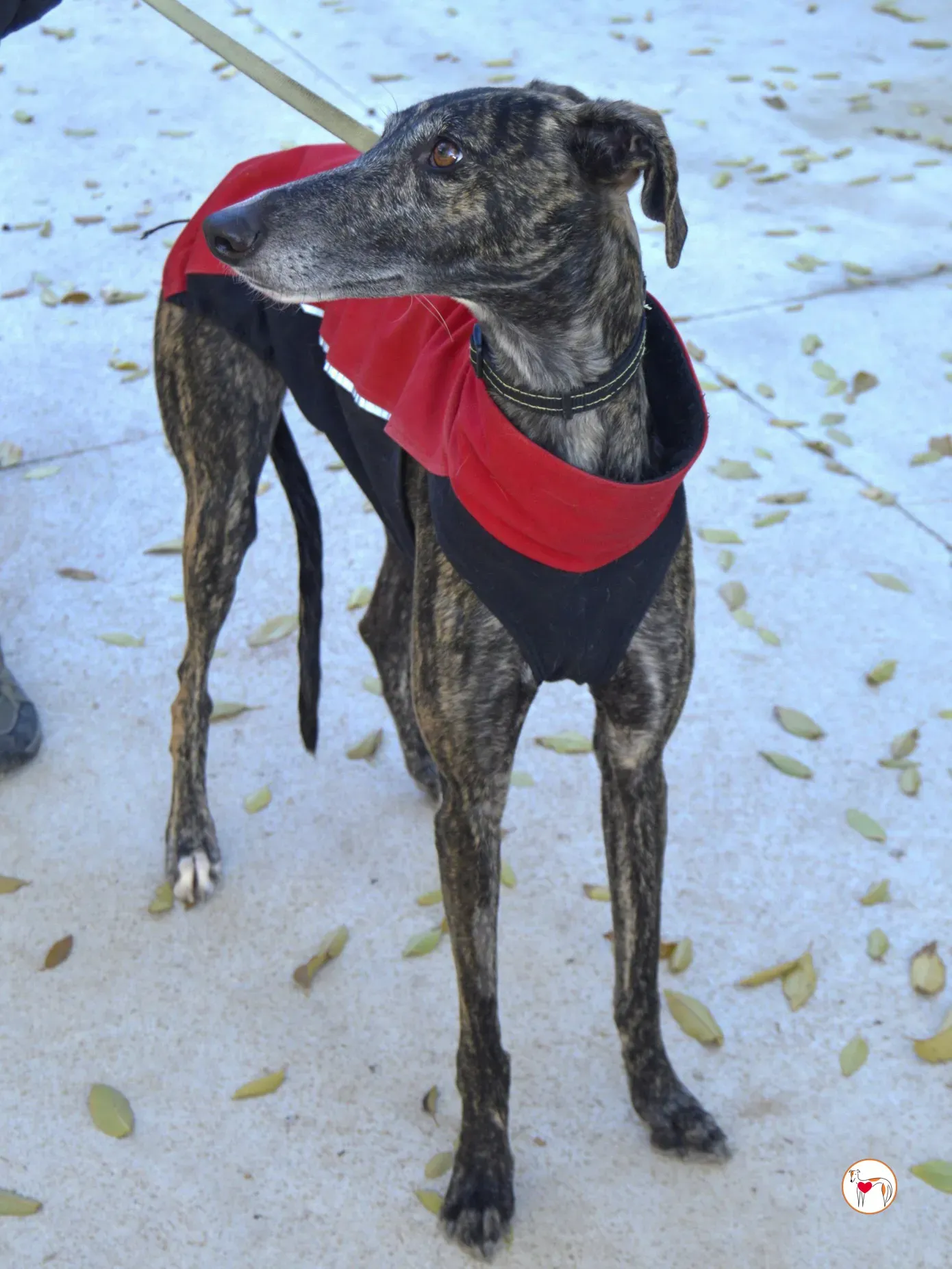 zube galgo adozione 2