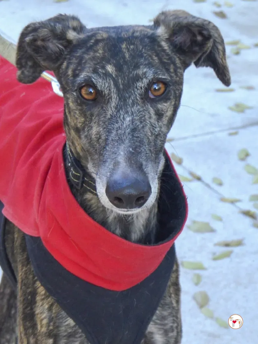 zube galgo adozione 3